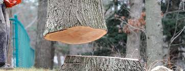 Reliable Coopersburg, PA Tree Care Solutions