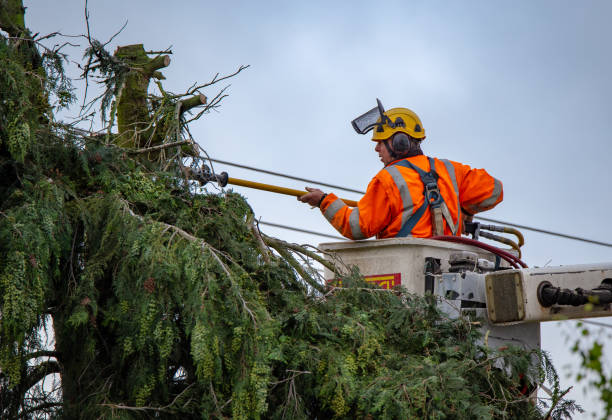 How Our Tree Care Process Works  in  Coopersburg, PA